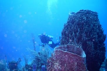 水肺潜水员、珊瑚和海绵的水下图像